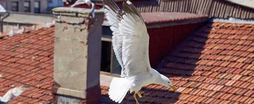 Residential Chimney Animal Removal Solution in Laramie, WY