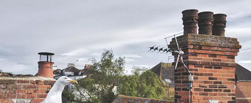 Chimney Cleaning And Restoration in Laramie, Wyoming